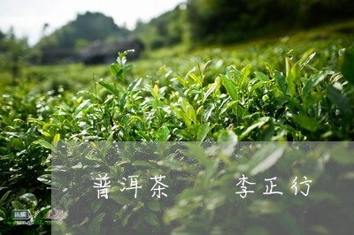 普洱茶  李正行/2023041083839